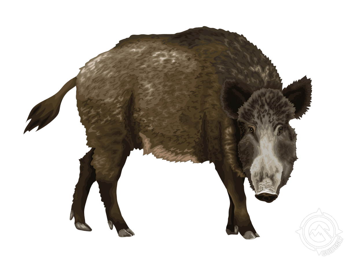 Wild Boar